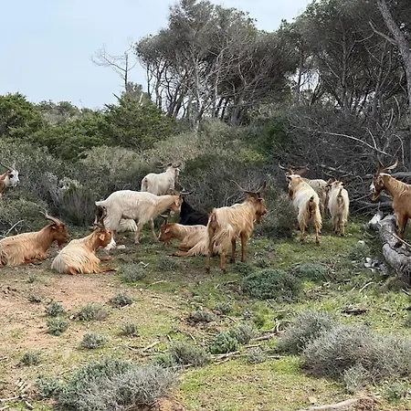Apartment Terrazza Smeralda